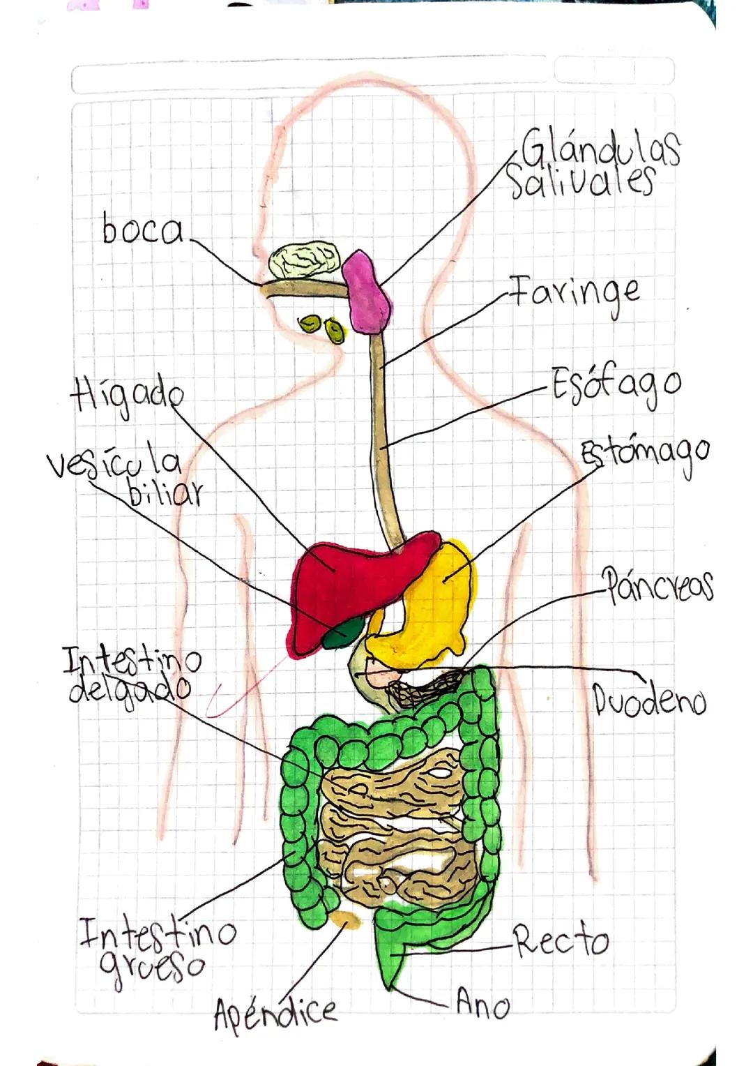 Sistema digestivo.