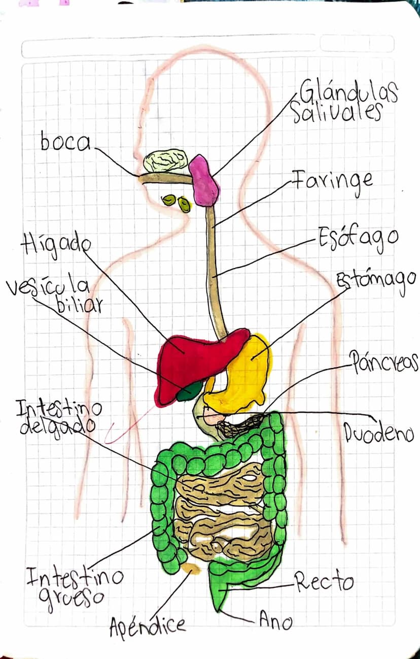 Sandulas
boca.
Higade
vesicula
Faringe
-Esofago
Estómago
biliar
Páncreas
Intestino
delgado
Duodeno
Intestino
grueso
Recto
Apéndice
Ano