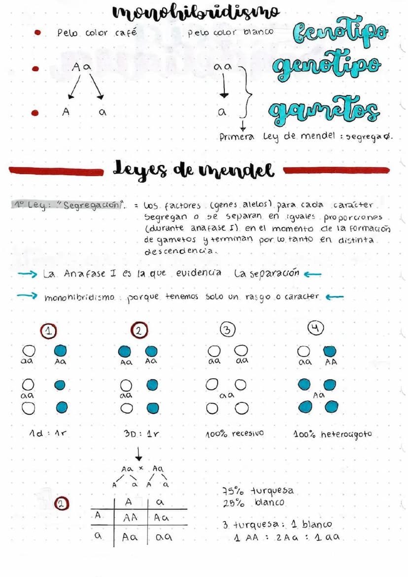bendeliana.
herencia
: es la capacidad de entregar información a la siguiente
generación.
herencia discreta es un rasgo que está o no esta h