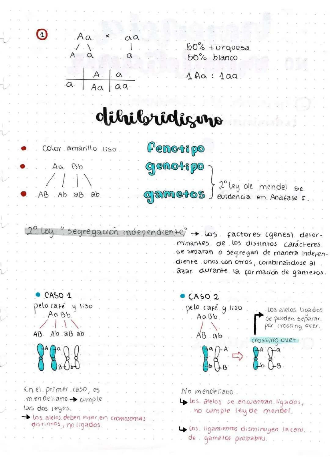 bendeliana.
herencia
: es la capacidad de entregar información a la siguiente
generación.
herencia discreta es un rasgo que está o no esta h
