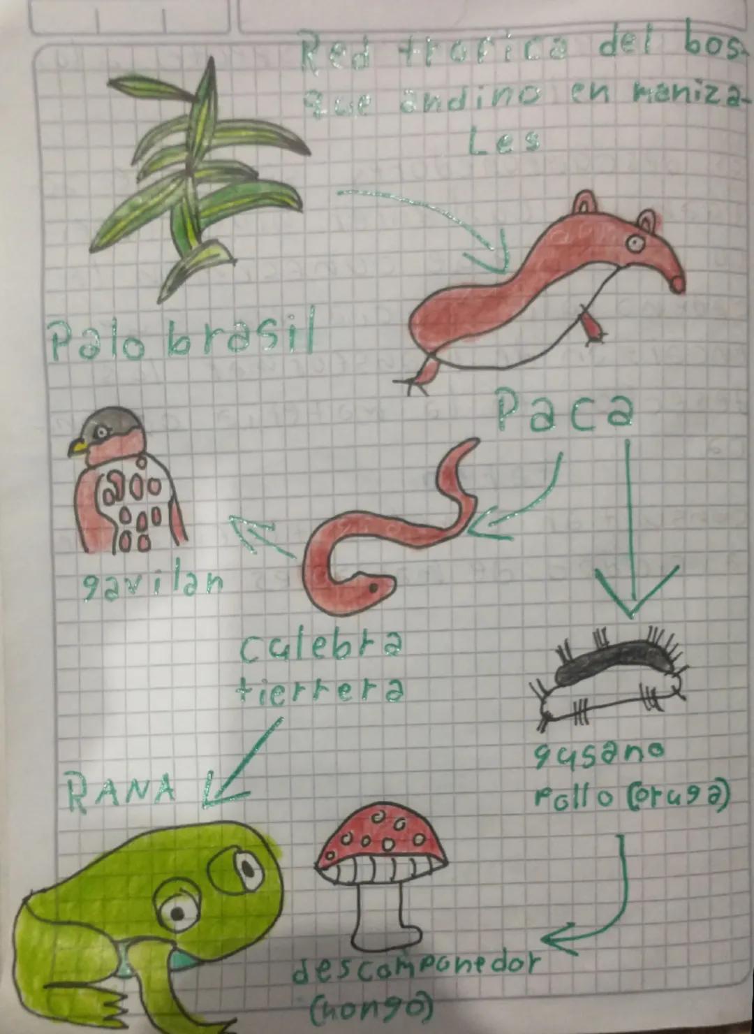 李
Palo brasil
Red Hrorica del bos.
Rese Cnding en maniza
169
200
000
00
gavilan
كم
C
Culebra
Fierrera
RANA
Раса
descomponedor
(hongo)
#
945a