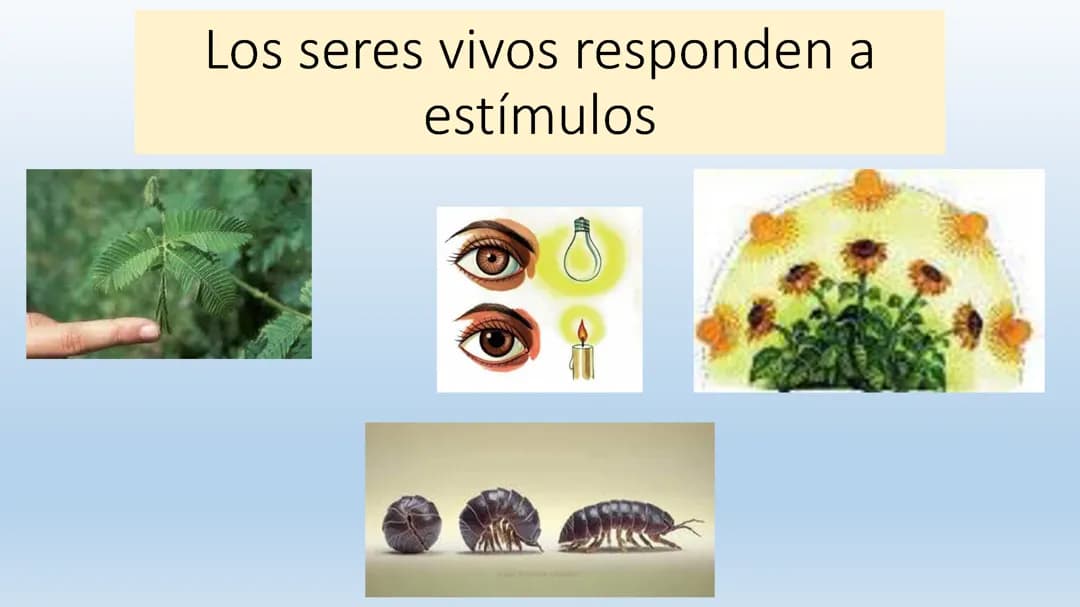 Los seres vivos responden a estímulos