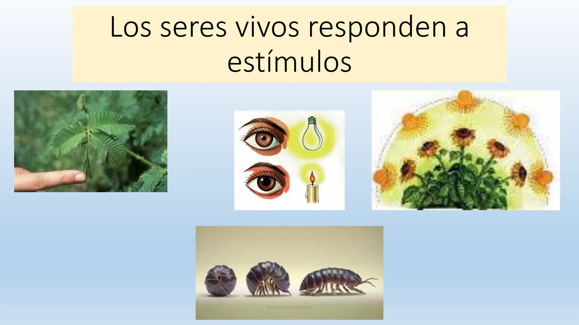 Los seres vivos responden
estímulos La respuesta a estímulos
Es el conjunto de acciones que realizan los seres vivos después de percibir un 