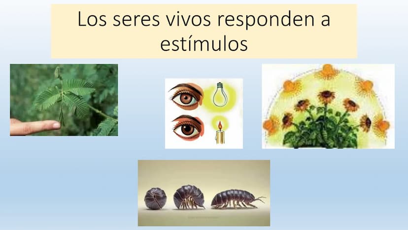Los seres vivos responden
estímulos La respuesta a estímulos
Es el conjunto de acciones que realizan los seres vivos después de percibir un 