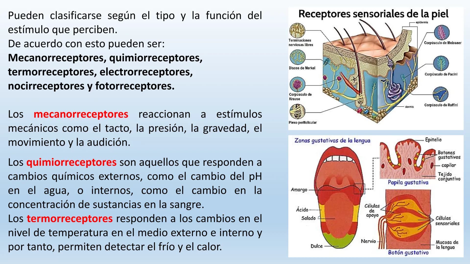 Los seres vivos responden
estímulos La respuesta a estímulos
Es el conjunto de acciones que realizan los seres vivos después de percibir un 
