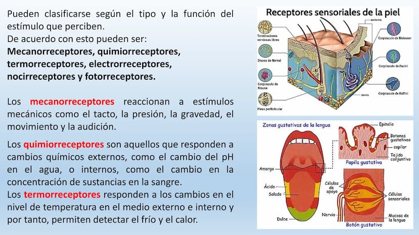 Los seres vivos responden
estímulos La respuesta a estímulos
Es el conjunto de acciones que realizan los seres vivos después de percibir un 