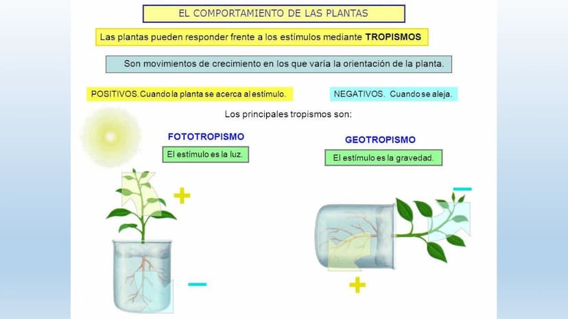 Los seres vivos responden
estímulos La respuesta a estímulos
Es el conjunto de acciones que realizan los seres vivos después de percibir un 