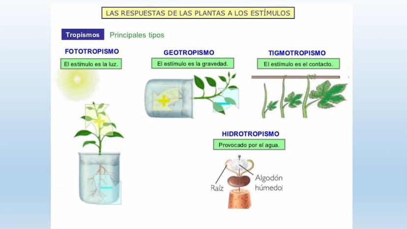 Los seres vivos responden
estímulos La respuesta a estímulos
Es el conjunto de acciones que realizan los seres vivos después de percibir un 
