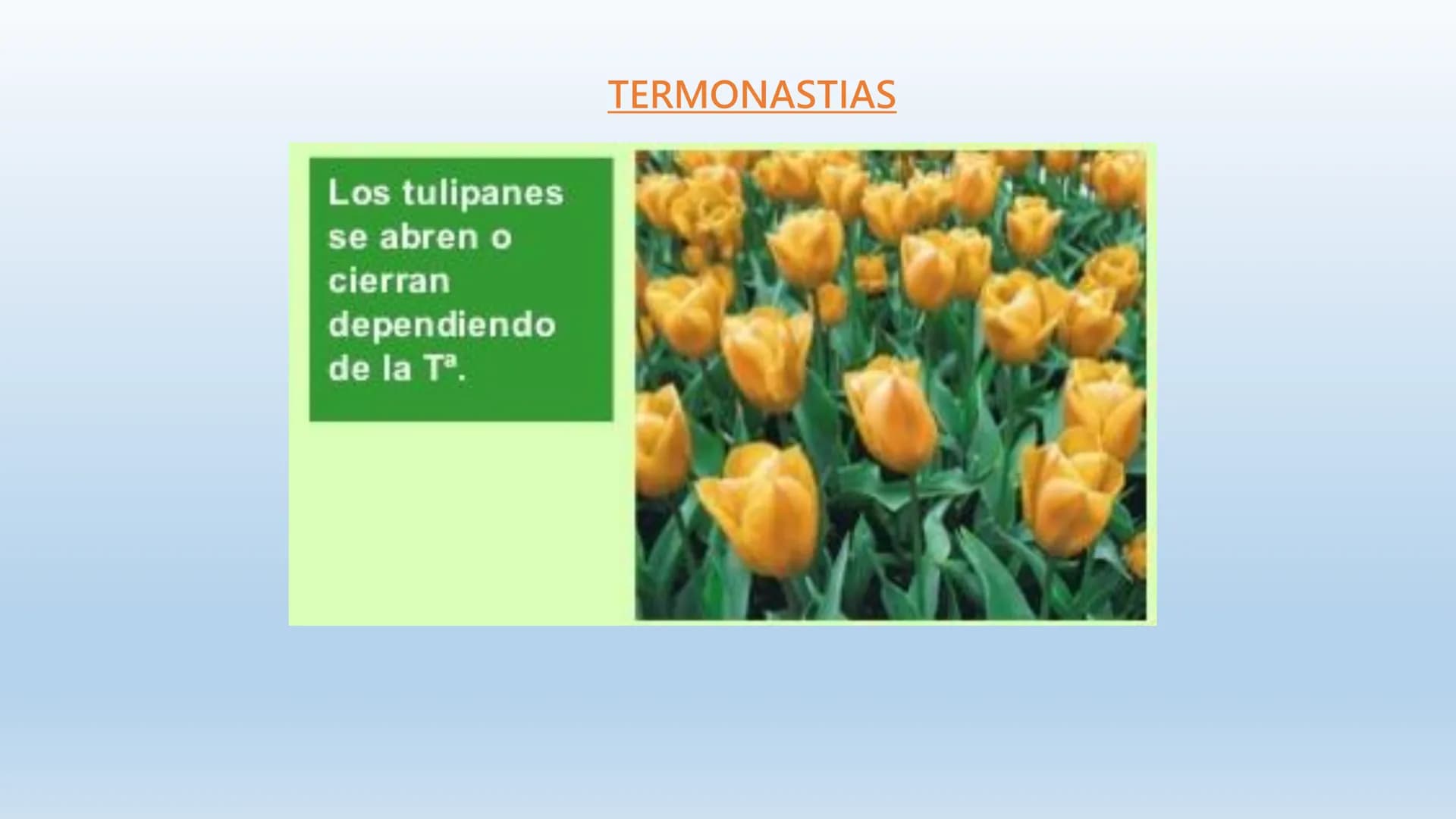 Los seres vivos responden
estímulos La respuesta a estímulos
Es el conjunto de acciones que realizan los seres vivos después de percibir un 