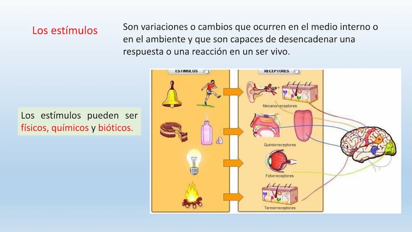 Los seres vivos responden
estímulos La respuesta a estímulos
Es el conjunto de acciones que realizan los seres vivos después de percibir un 