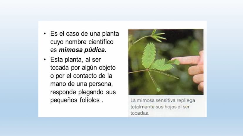 Los seres vivos responden
estímulos La respuesta a estímulos
Es el conjunto de acciones que realizan los seres vivos después de percibir un 
