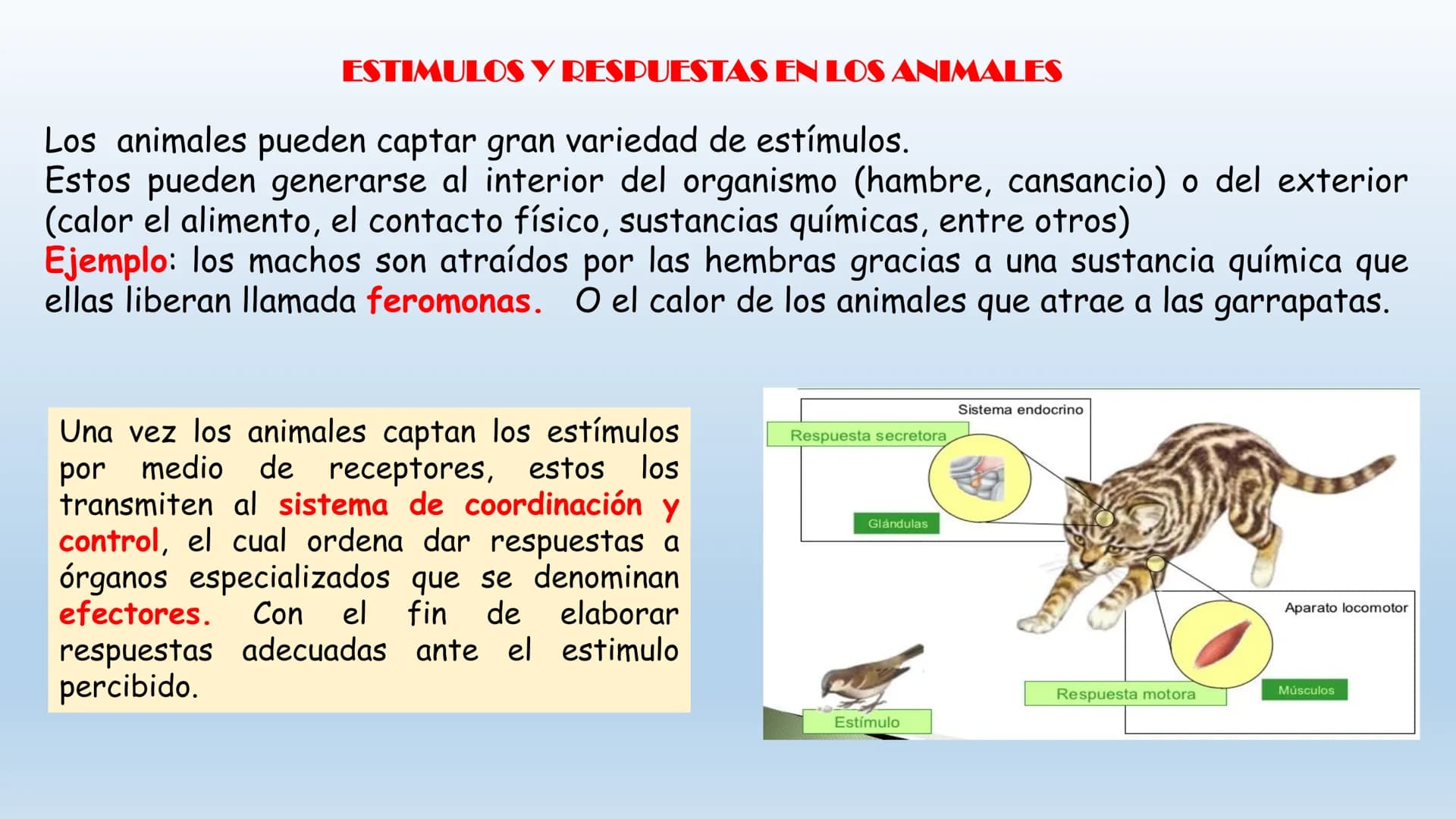 Los seres vivos responden
estímulos La respuesta a estímulos
Es el conjunto de acciones que realizan los seres vivos después de percibir un 