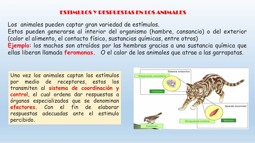 Los seres vivos responden
estímulos La respuesta a estímulos
Es el conjunto de acciones que realizan los seres vivos después de percibir un 