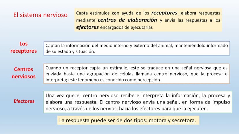Los seres vivos responden
estímulos La respuesta a estímulos
Es el conjunto de acciones que realizan los seres vivos después de percibir un 