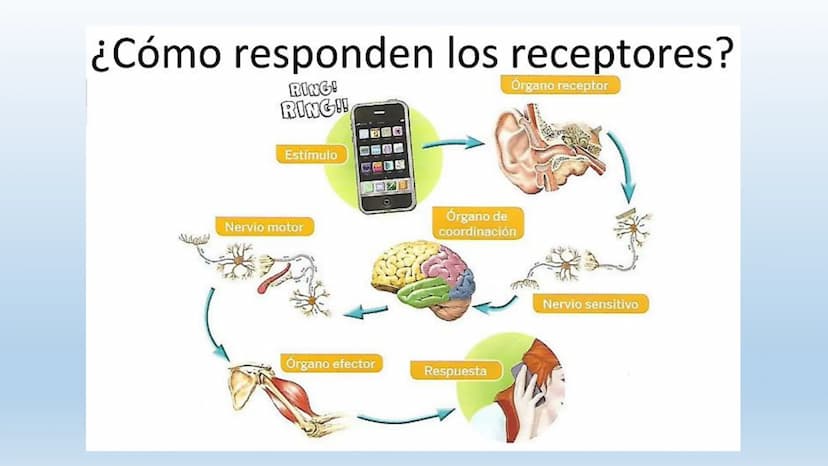 Los seres vivos responden
estímulos La respuesta a estímulos
Es el conjunto de acciones que realizan los seres vivos después de percibir un 