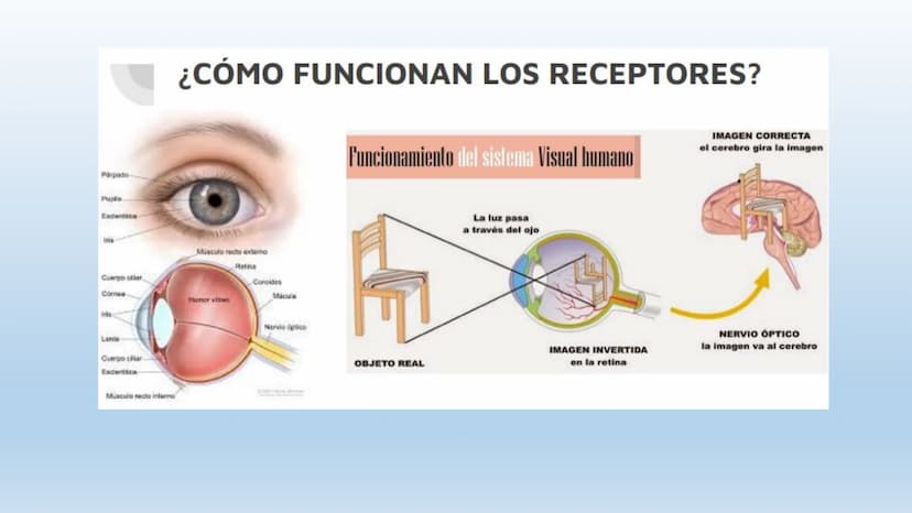 Los seres vivos responden
estímulos La respuesta a estímulos
Es el conjunto de acciones que realizan los seres vivos después de percibir un 