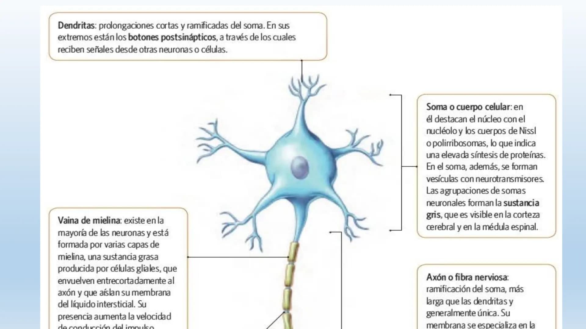 Los seres vivos responden
estímulos La respuesta a estímulos
Es el conjunto de acciones que realizan los seres vivos después de percibir un 