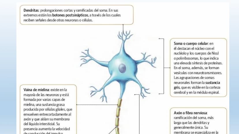 Los seres vivos responden
estímulos La respuesta a estímulos
Es el conjunto de acciones que realizan los seres vivos después de percibir un 