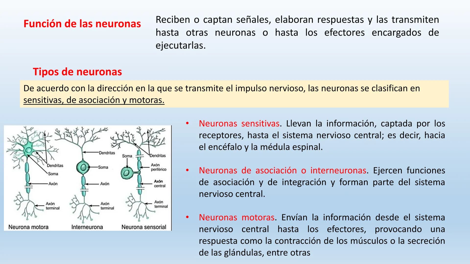 Los seres vivos responden
estímulos La respuesta a estímulos
Es el conjunto de acciones que realizan los seres vivos después de percibir un 