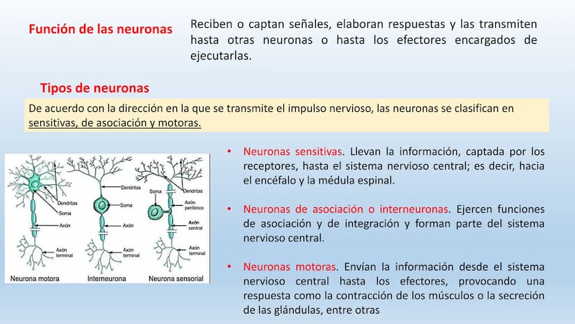 Los seres vivos responden
estímulos La respuesta a estímulos
Es el conjunto de acciones que realizan los seres vivos después de percibir un 