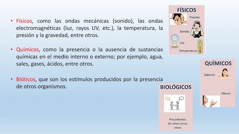 Los seres vivos responden
estímulos La respuesta a estímulos
Es el conjunto de acciones que realizan los seres vivos después de percibir un 