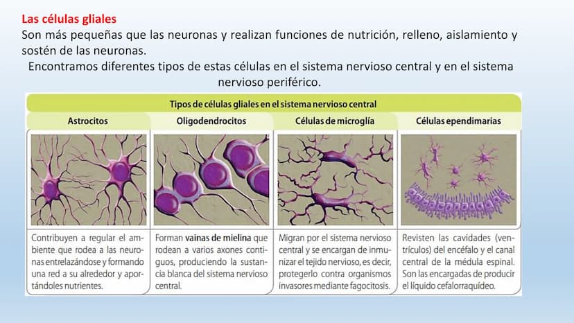 Los seres vivos responden
estímulos La respuesta a estímulos
Es el conjunto de acciones que realizan los seres vivos después de percibir un 