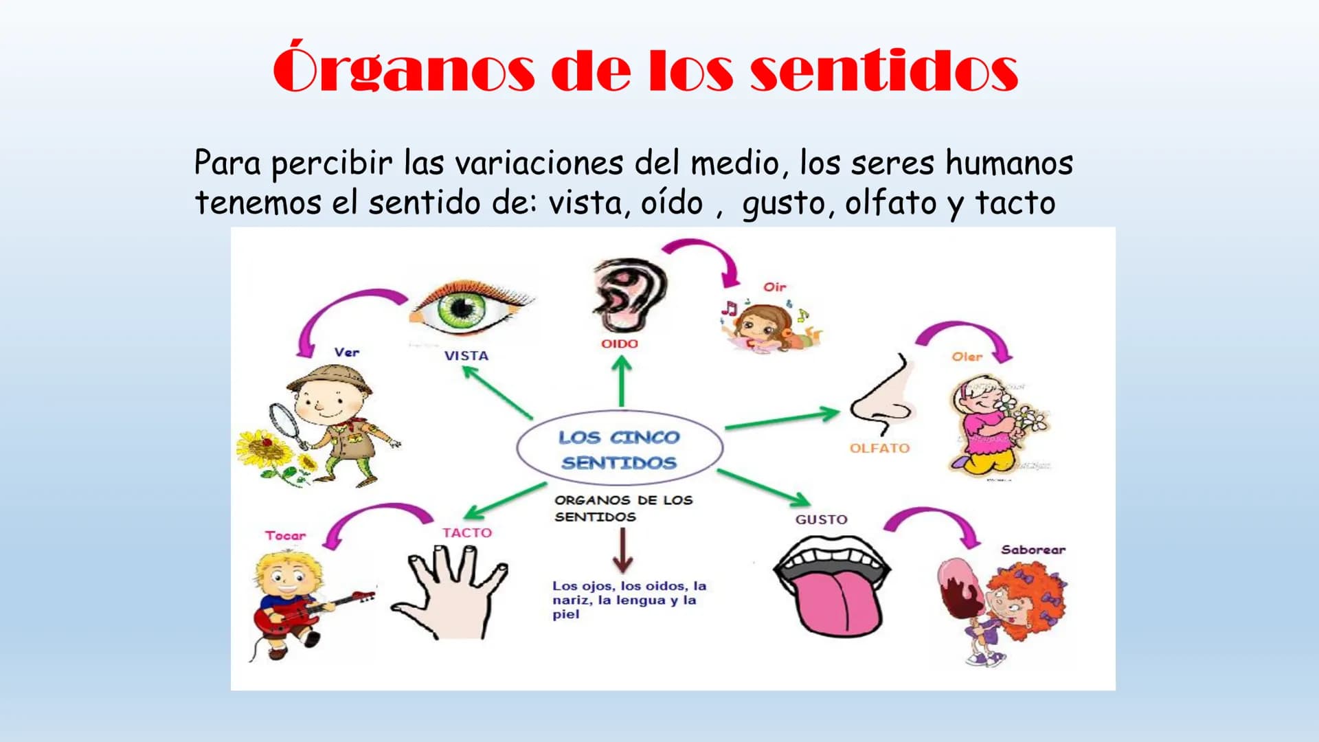 Los seres vivos responden
estímulos La respuesta a estímulos
Es el conjunto de acciones que realizan los seres vivos después de percibir un 
