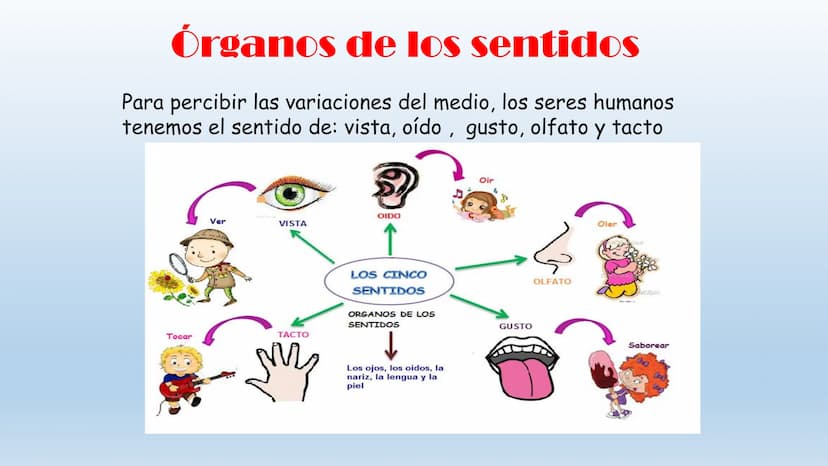 Los seres vivos responden
estímulos La respuesta a estímulos
Es el conjunto de acciones que realizan los seres vivos después de percibir un 