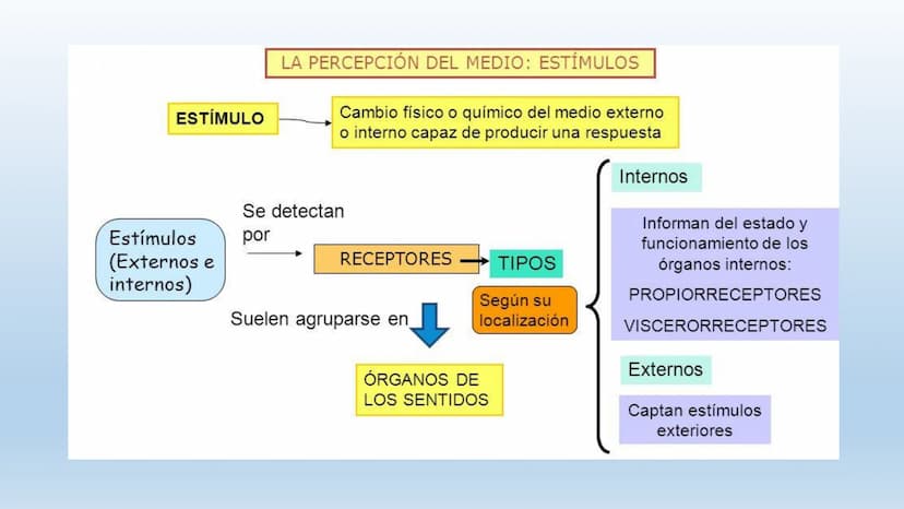 Los seres vivos responden
estímulos La respuesta a estímulos
Es el conjunto de acciones que realizan los seres vivos después de percibir un 