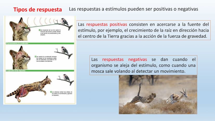 Los seres vivos responden
estímulos La respuesta a estímulos
Es el conjunto de acciones que realizan los seres vivos después de percibir un 