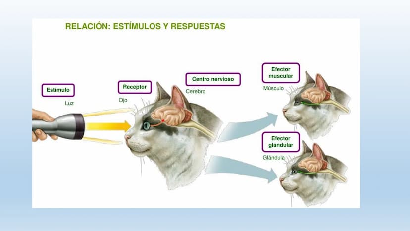 Los seres vivos responden
estímulos La respuesta a estímulos
Es el conjunto de acciones que realizan los seres vivos después de percibir un 