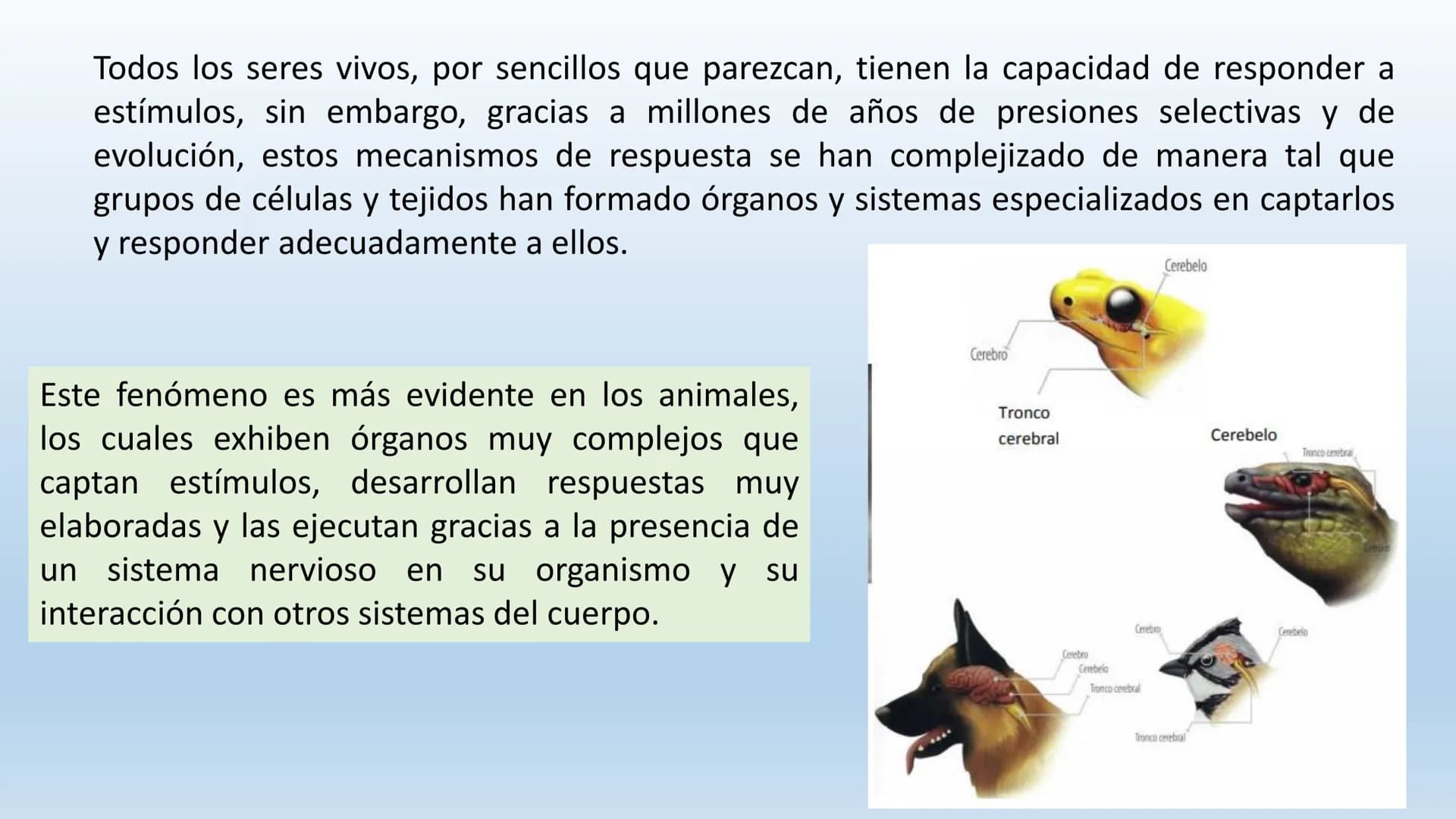Los seres vivos responden
estímulos La respuesta a estímulos
Es el conjunto de acciones que realizan los seres vivos después de percibir un 