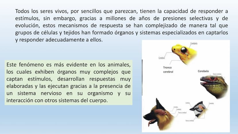 Los seres vivos responden
estímulos La respuesta a estímulos
Es el conjunto de acciones que realizan los seres vivos después de percibir un 