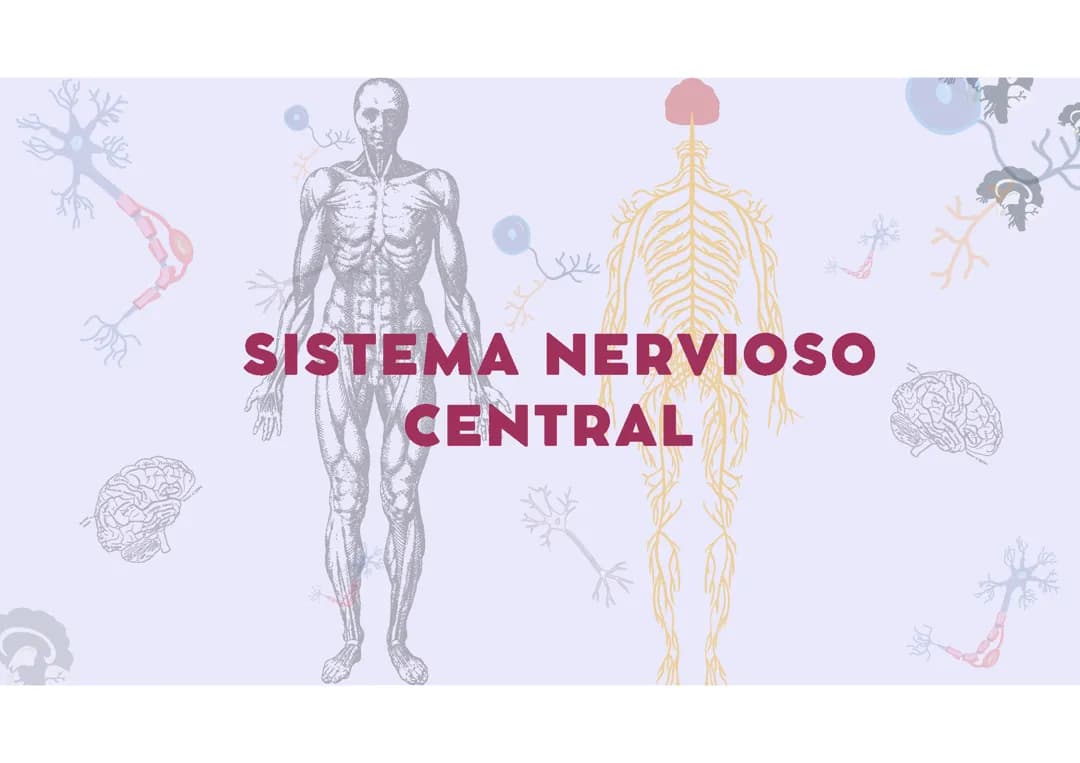 Sistema nervioso central
