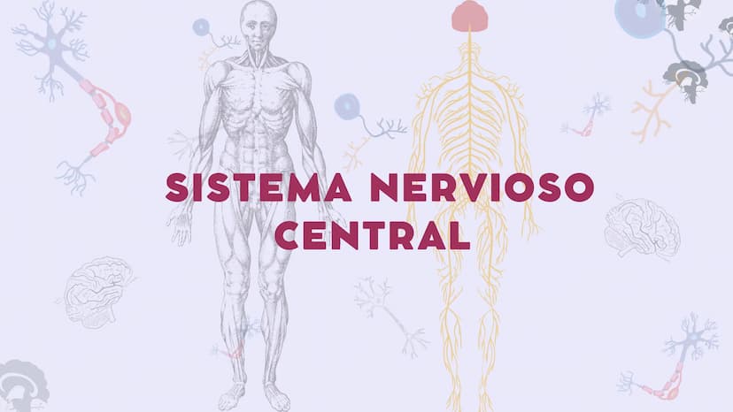 SISTEMA NERVIOSO
CENTRAL FISIOLOGÍA DEL SISTEMA NERVIOSO
EI SNC está formado por el encéfalo, localizado en el cráneo, y por la médula espin