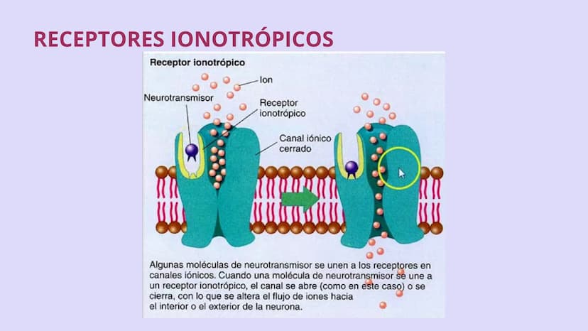 SISTEMA NERVIOSO
CENTRAL FISIOLOGÍA DEL SISTEMA NERVIOSO
EI SNC está formado por el encéfalo, localizado en el cráneo, y por la médula espin