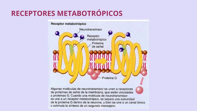 SISTEMA NERVIOSO
CENTRAL FISIOLOGÍA DEL SISTEMA NERVIOSO
EI SNC está formado por el encéfalo, localizado en el cráneo, y por la médula espin