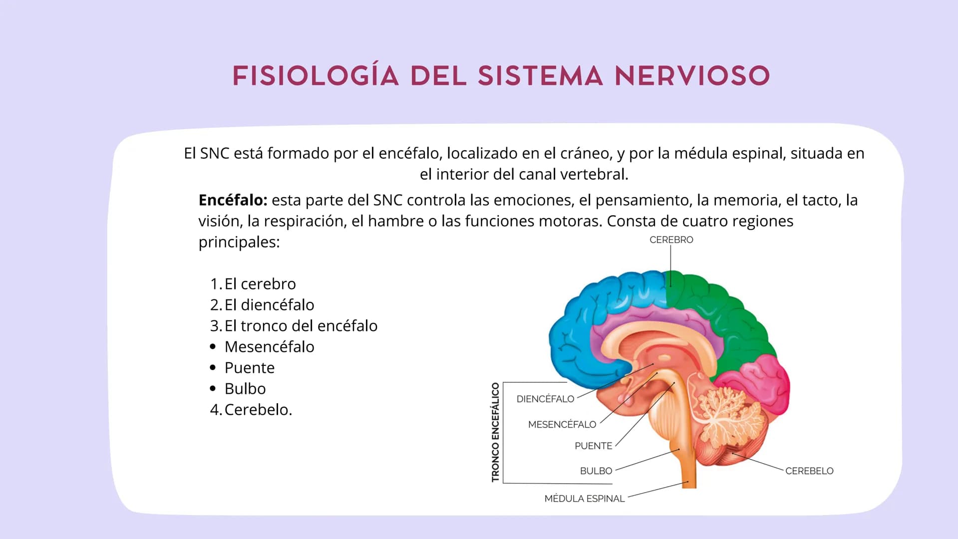 SISTEMA NERVIOSO
CENTRAL FISIOLOGÍA DEL SISTEMA NERVIOSO
EI SNC está formado por el encéfalo, localizado en el cráneo, y por la médula espin