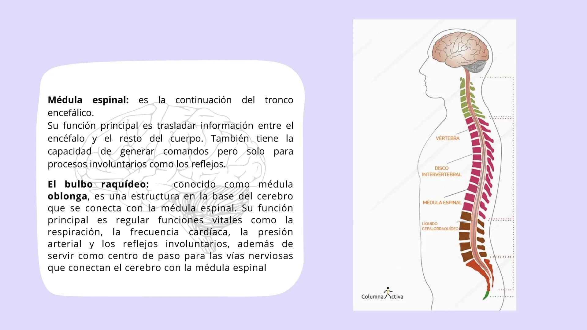 SISTEMA NERVIOSO
CENTRAL FISIOLOGÍA DEL SISTEMA NERVIOSO
EI SNC está formado por el encéfalo, localizado en el cráneo, y por la médula espin