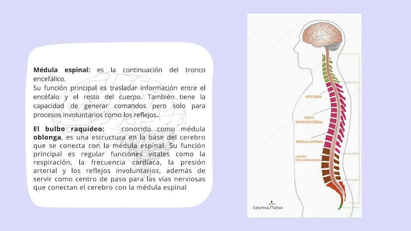 SISTEMA NERVIOSO
CENTRAL FISIOLOGÍA DEL SISTEMA NERVIOSO
EI SNC está formado por el encéfalo, localizado en el cráneo, y por la médula espin
