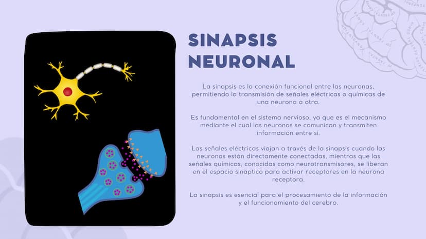 SISTEMA NERVIOSO
CENTRAL FISIOLOGÍA DEL SISTEMA NERVIOSO
EI SNC está formado por el encéfalo, localizado en el cráneo, y por la médula espin
