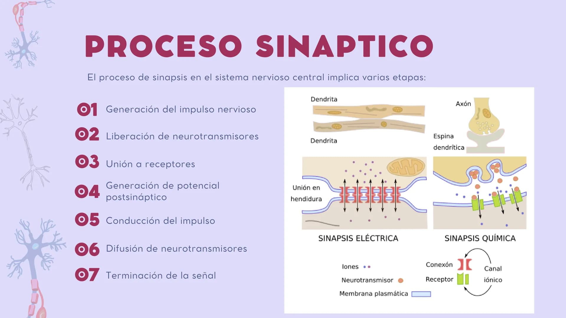 SISTEMA NERVIOSO
CENTRAL FISIOLOGÍA DEL SISTEMA NERVIOSO
EI SNC está formado por el encéfalo, localizado en el cráneo, y por la médula espin