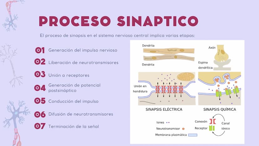 SISTEMA NERVIOSO
CENTRAL FISIOLOGÍA DEL SISTEMA NERVIOSO
EI SNC está formado por el encéfalo, localizado en el cráneo, y por la médula espin