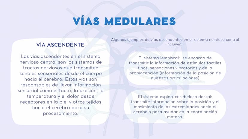 SISTEMA NERVIOSO
CENTRAL FISIOLOGÍA DEL SISTEMA NERVIOSO
EI SNC está formado por el encéfalo, localizado en el cráneo, y por la médula espin