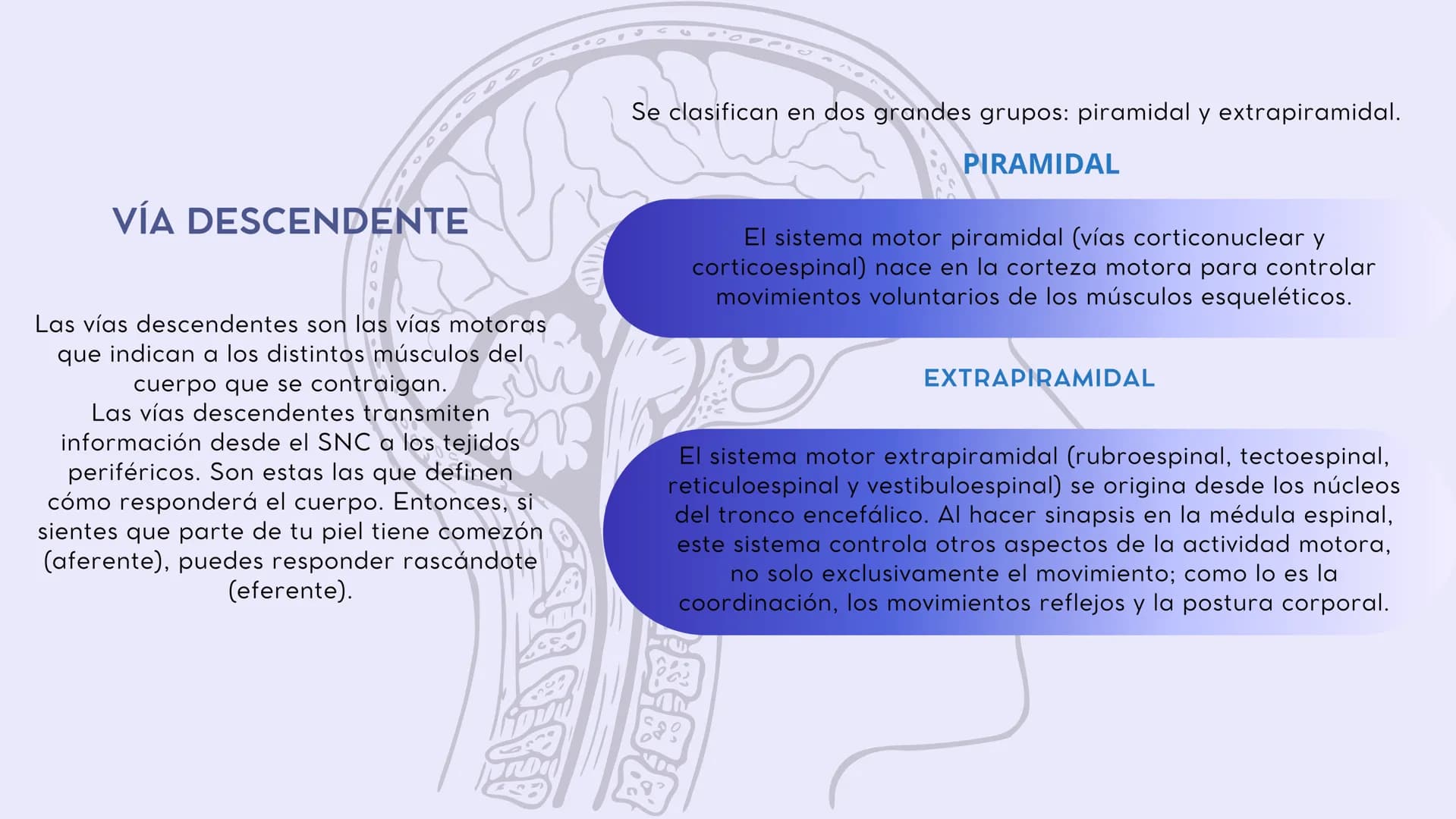 SISTEMA NERVIOSO
CENTRAL FISIOLOGÍA DEL SISTEMA NERVIOSO
EI SNC está formado por el encéfalo, localizado en el cráneo, y por la médula espin
