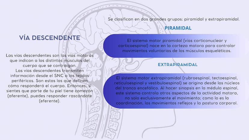 SISTEMA NERVIOSO
CENTRAL FISIOLOGÍA DEL SISTEMA NERVIOSO
EI SNC está formado por el encéfalo, localizado en el cráneo, y por la médula espin