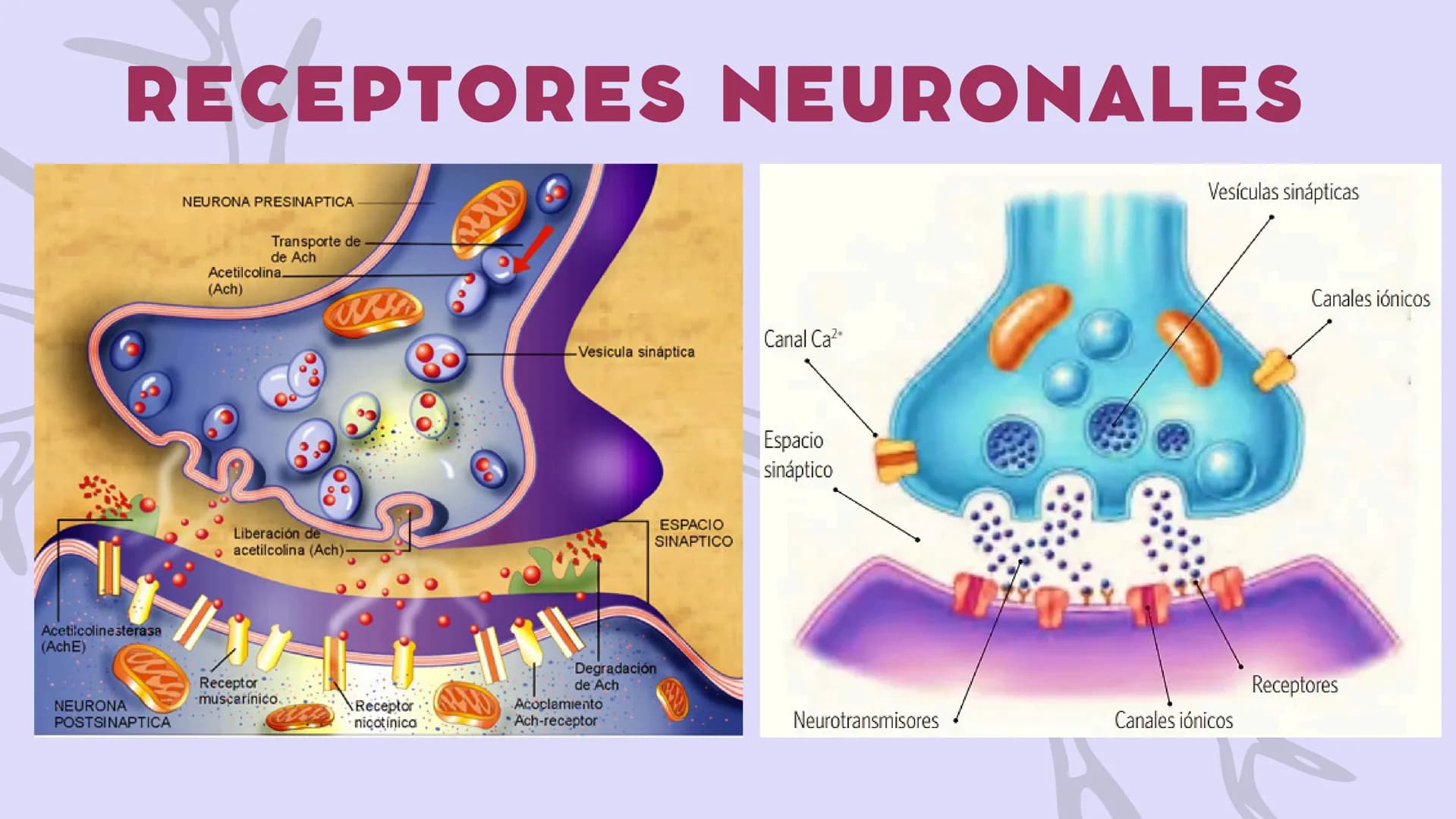SISTEMA NERVIOSO
CENTRAL FISIOLOGÍA DEL SISTEMA NERVIOSO
EI SNC está formado por el encéfalo, localizado en el cráneo, y por la médula espin