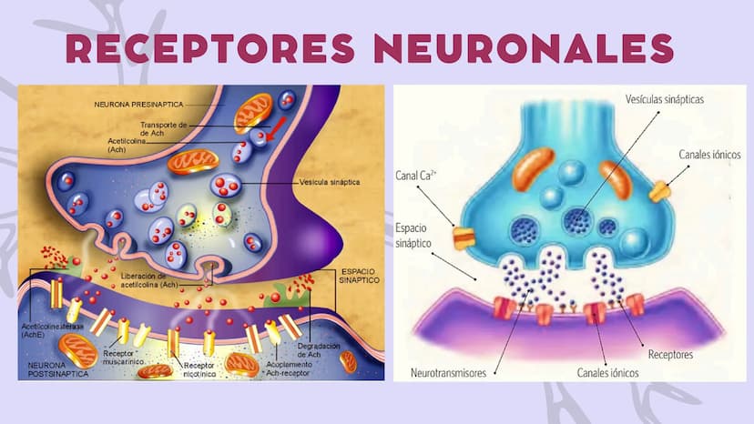 SISTEMA NERVIOSO
CENTRAL FISIOLOGÍA DEL SISTEMA NERVIOSO
EI SNC está formado por el encéfalo, localizado en el cráneo, y por la médula espin