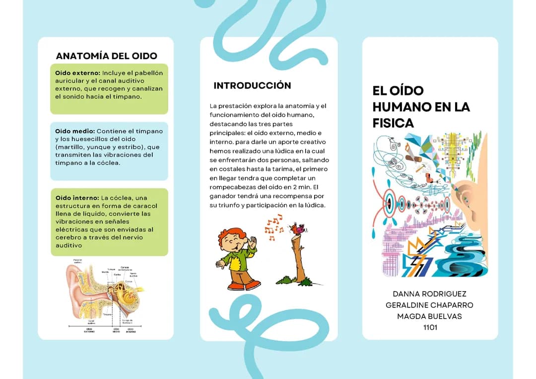 El oido
