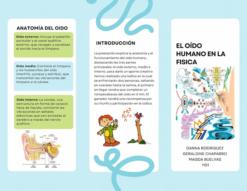 ANATOMÍA DEL OIDO
Oido externo: Incluye el pabellón
auricular y el canal auditivo
externo, que recogen y canalizan
el sonido hacia el tímpan